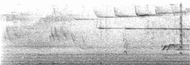 Weißbrustkleiber (carolinensis) - ML220986091