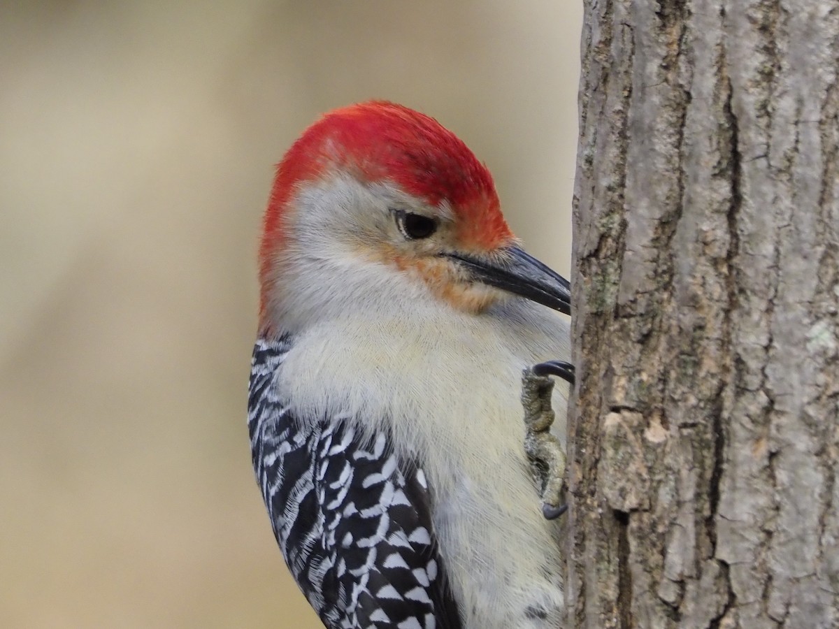 Red-bellied Woodpecker - ML220986761