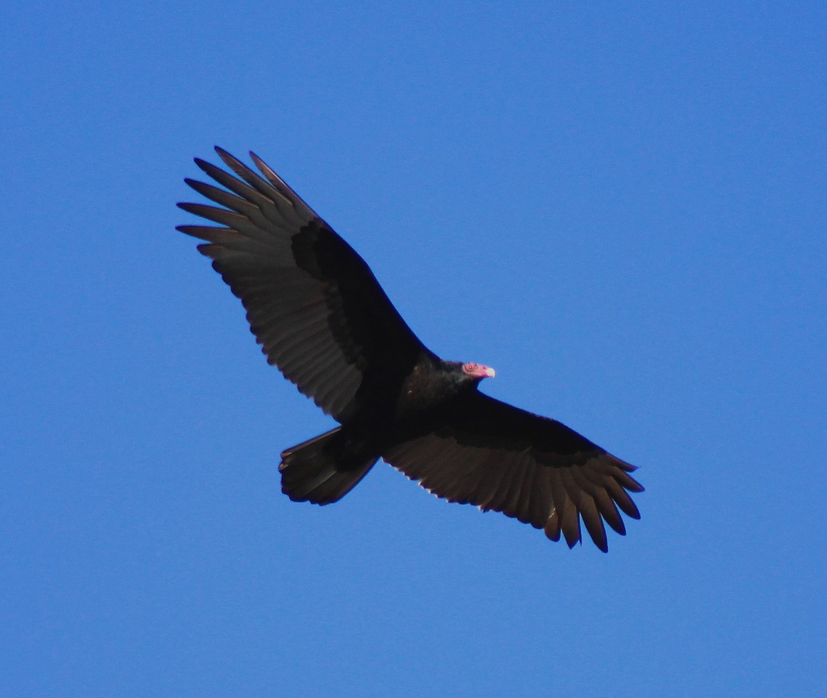 Turkey Vulture - ML22098691