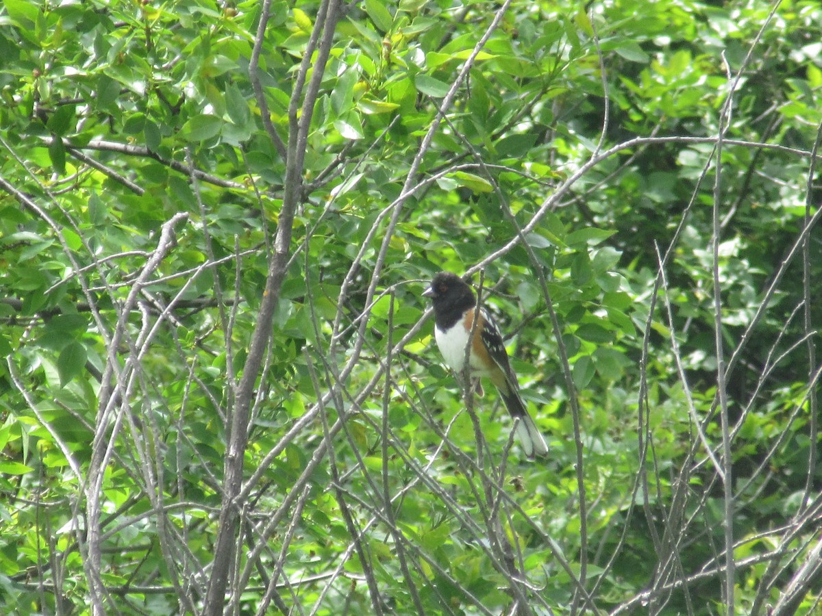 Spotted Towhee - ML220987081