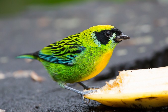 Green-and-gold Tanager - ML22099361