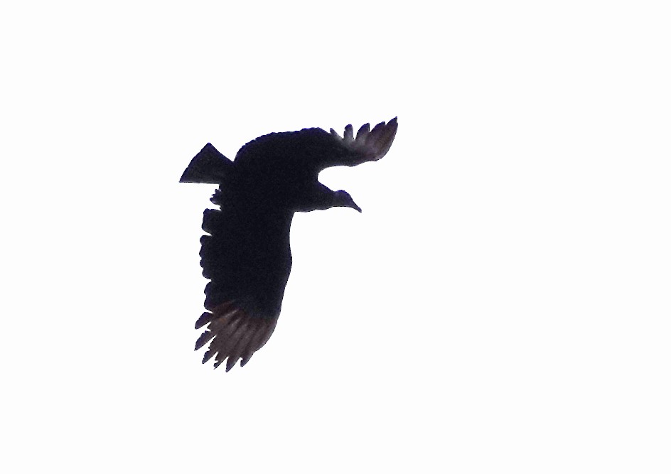 Black Vulture - Peter Blancher