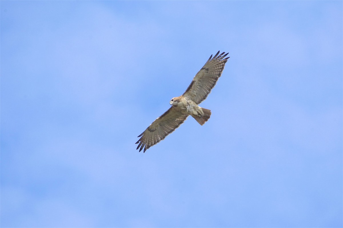 Red-tailed Hawk - ML220999931