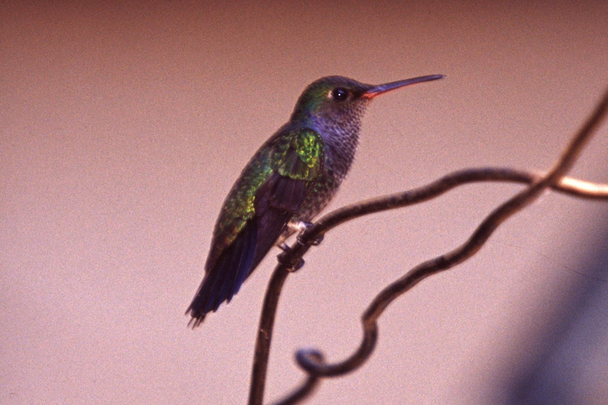 kolibřík safírový - ML221001311
