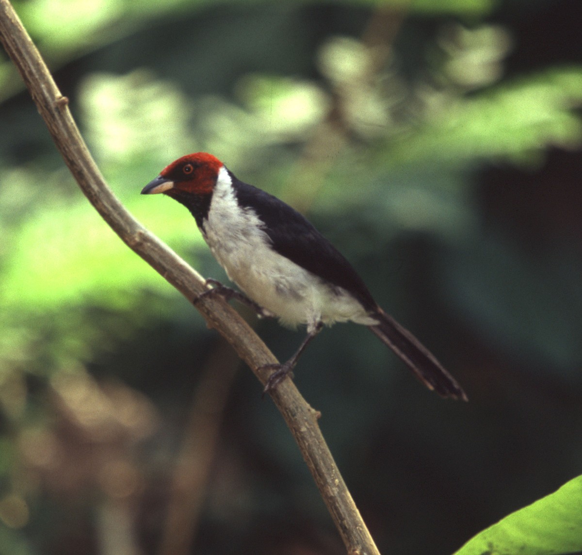 Red-capped Cardinal - ML221003541