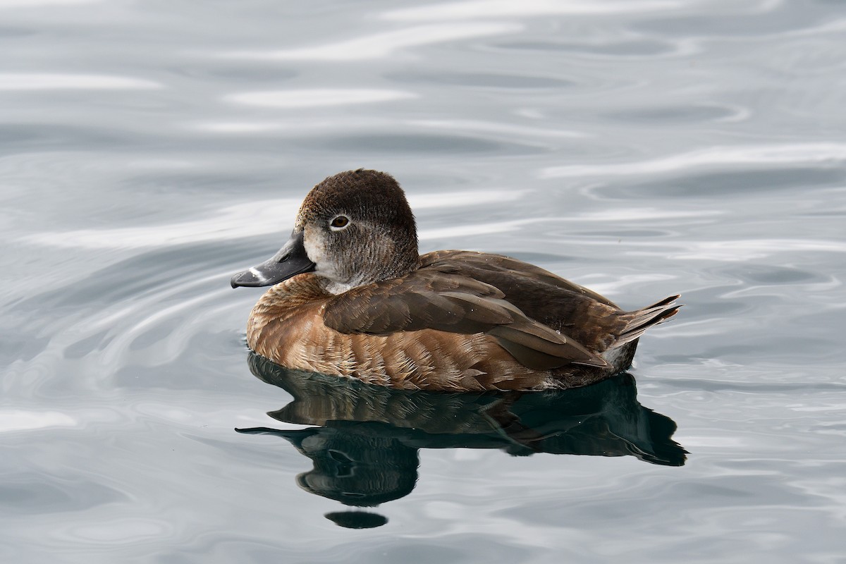 Ring-necked Duck - terence zahner