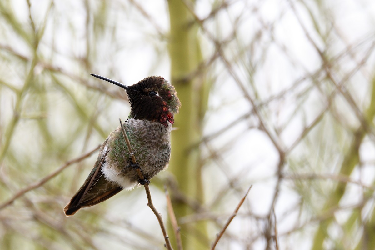 Anna's Hummingbird - terence zahner