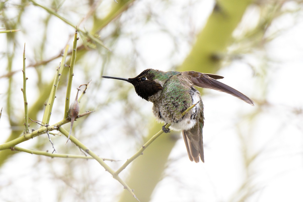 Anna's Hummingbird - terence zahner