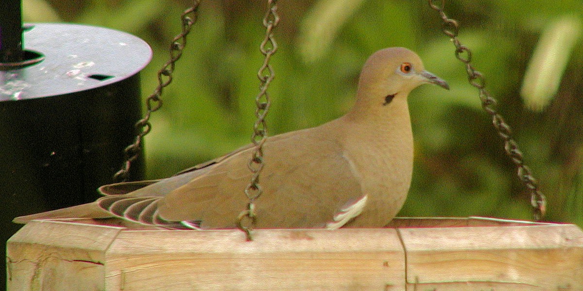 White-winged Dove - Lilian Saul
