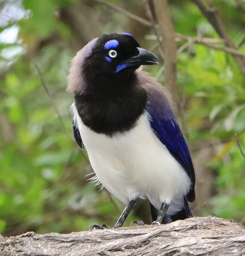 Black-chested Jay - ML22100821