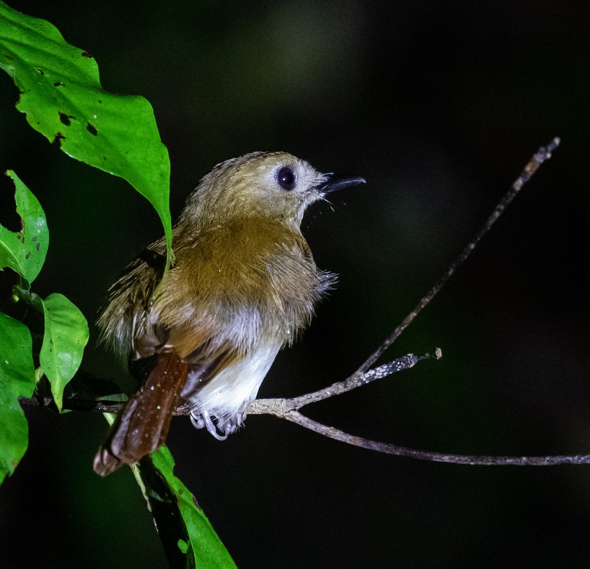 Chestnut-tailed Jungle Flycatcher - ML221009881
