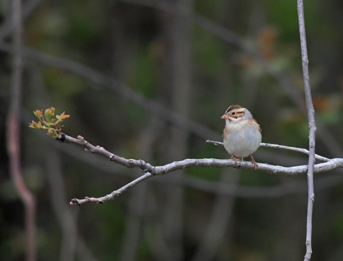 Clay-colored Sparrow - ML221010801