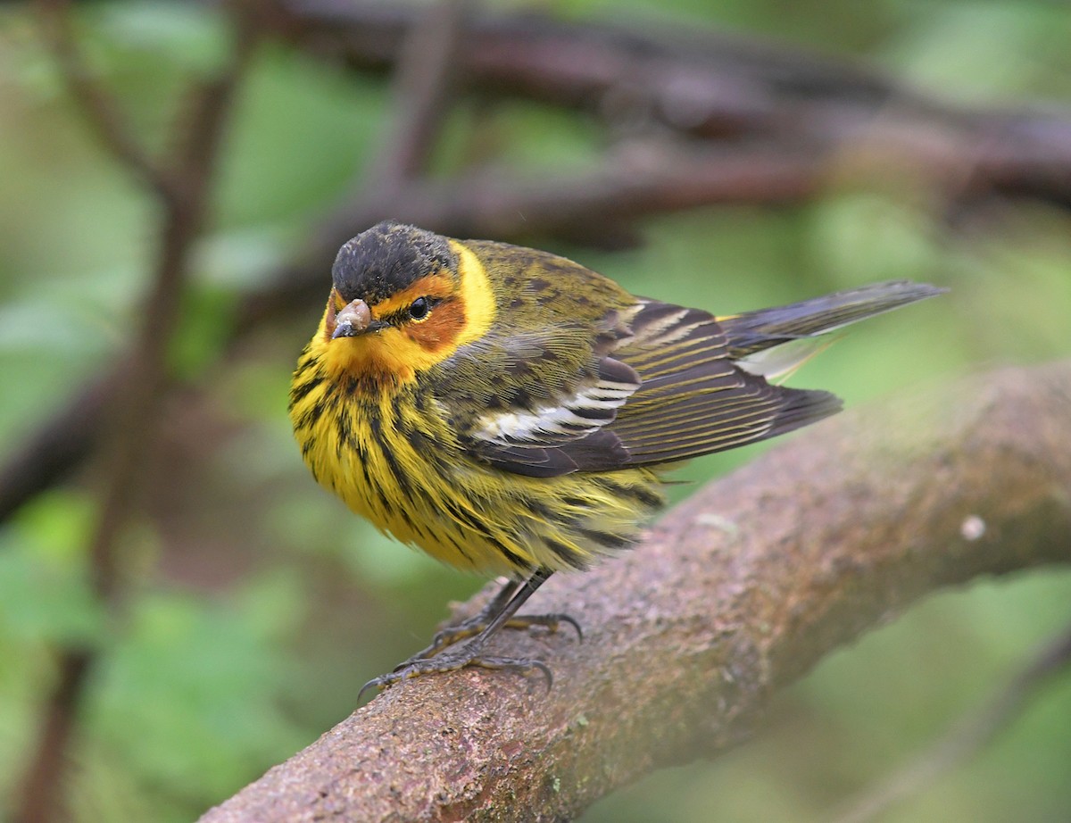 Cape May Warbler - ML221010861