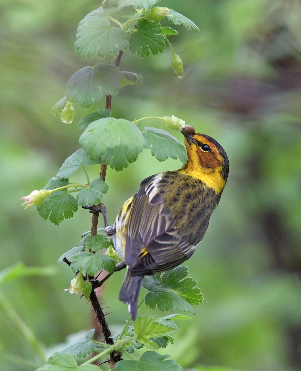 Cape May Warbler - ML221010871
