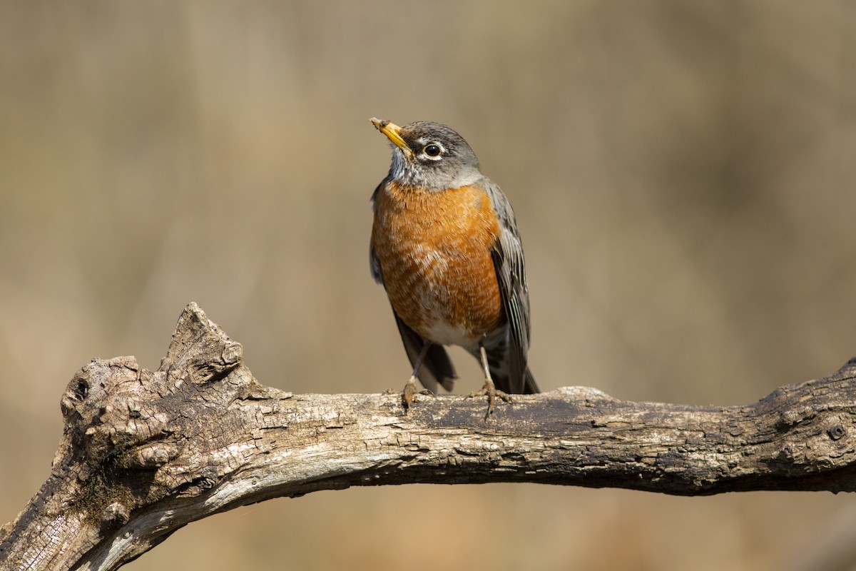 American Robin - Andrew Edwards