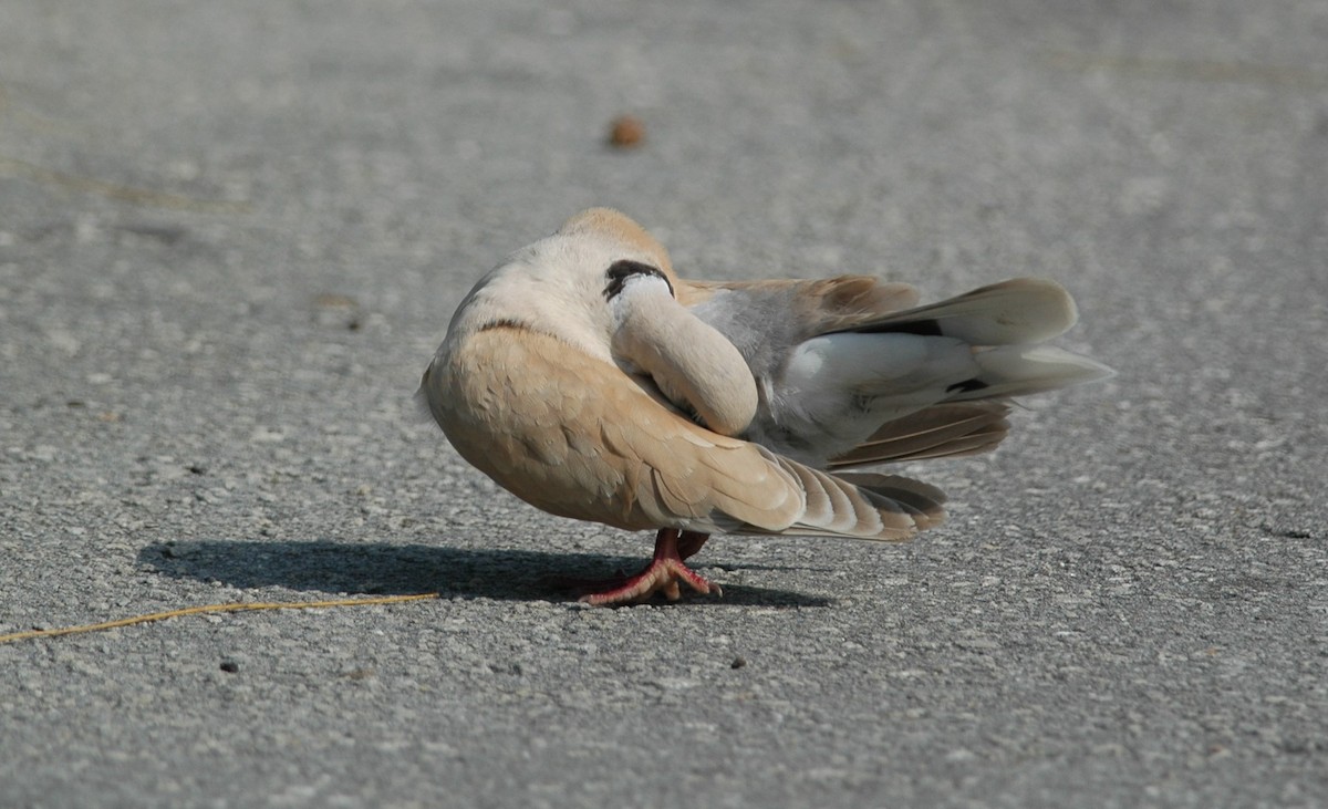 African Collared-Dove - ML221012411
