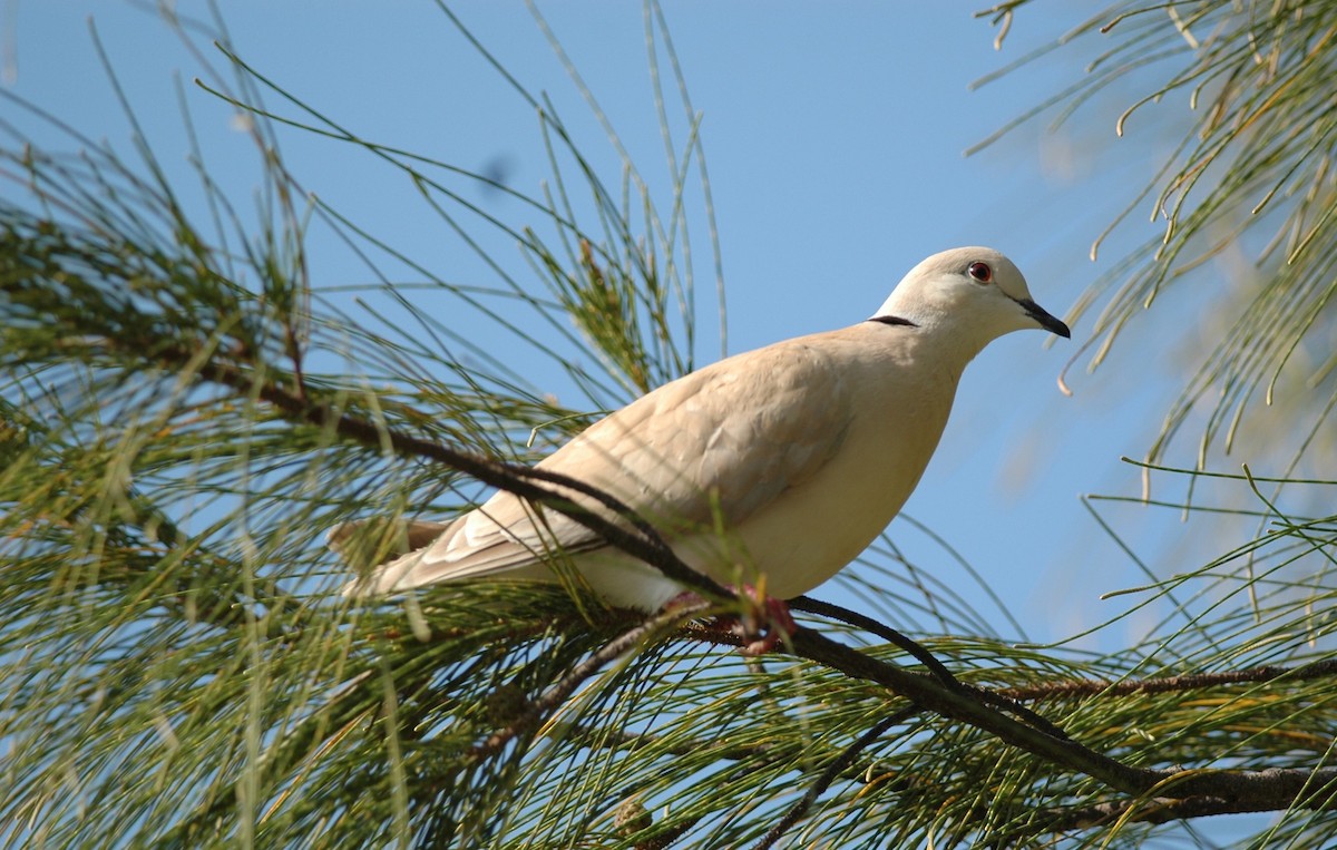 African Collared-Dove - ML221012421