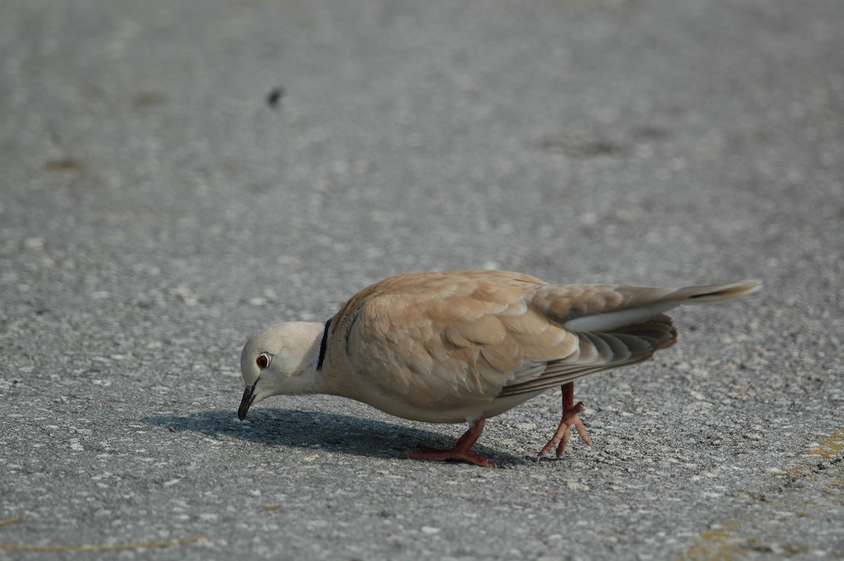African Collared-Dove - ML221012461