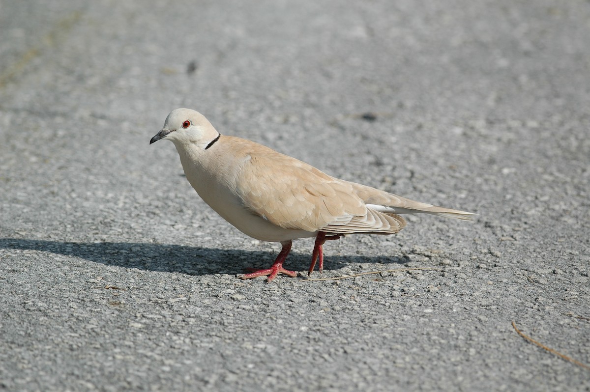 African Collared-Dove - ML221013041