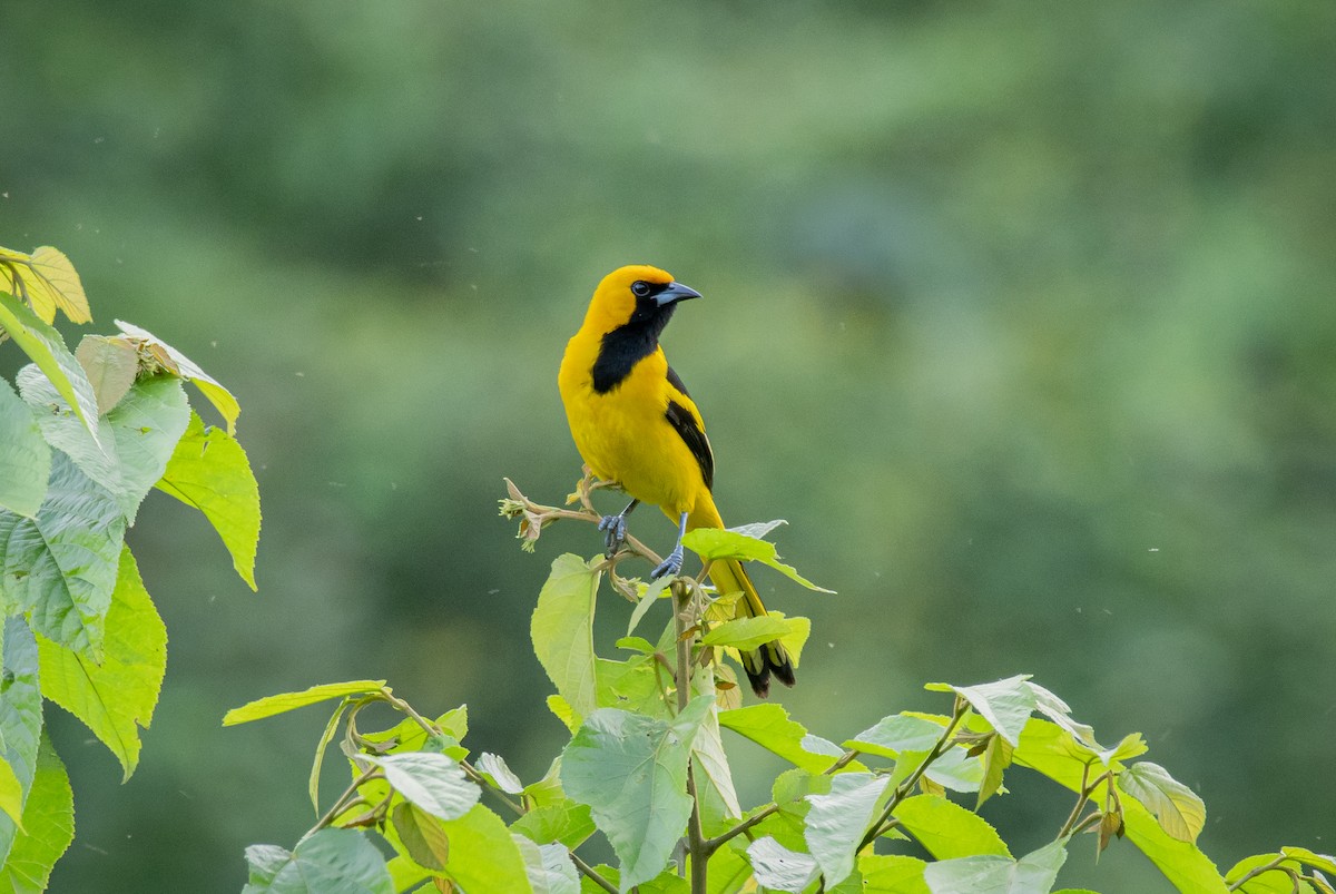 Yellow-tailed Oriole - ML221015061