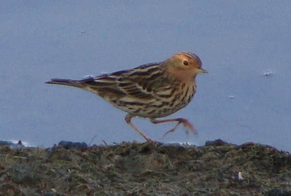 Red-throated Pipit - Jason Anderson