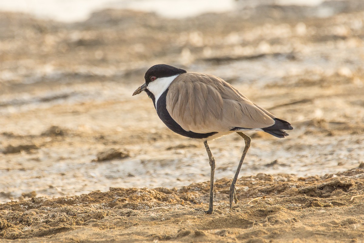 Spur-winged Lapwing - ML221026681