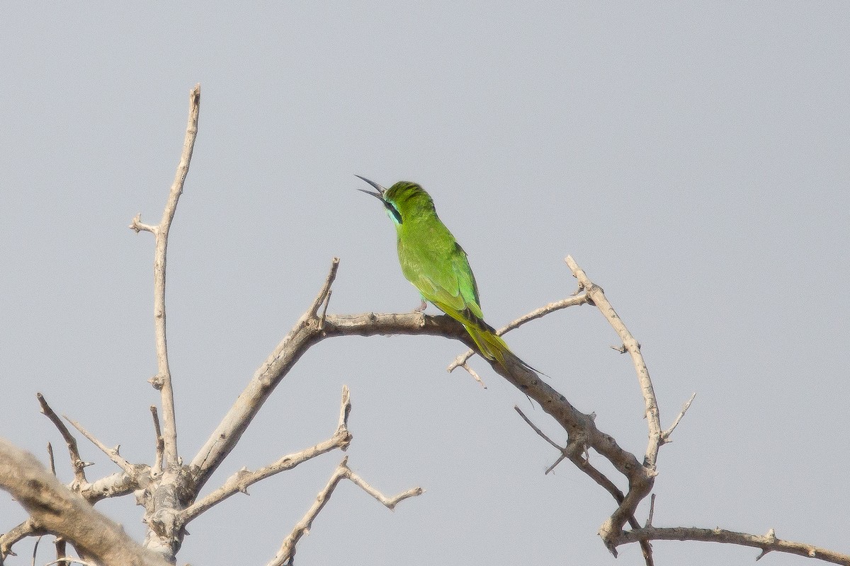 Blue-cheeked Bee-eater - ML221027831
