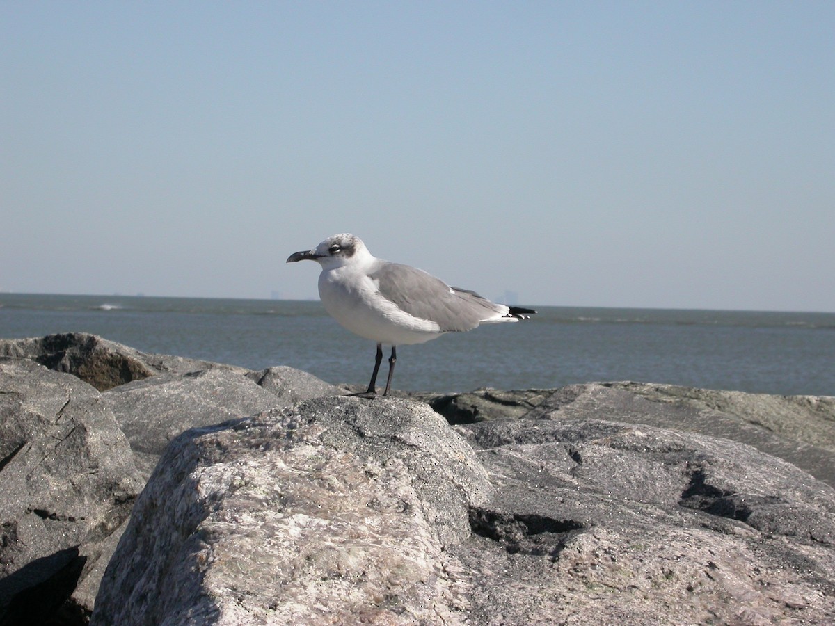 Laughing Gull - Clive S. & Sheila M. Williamson