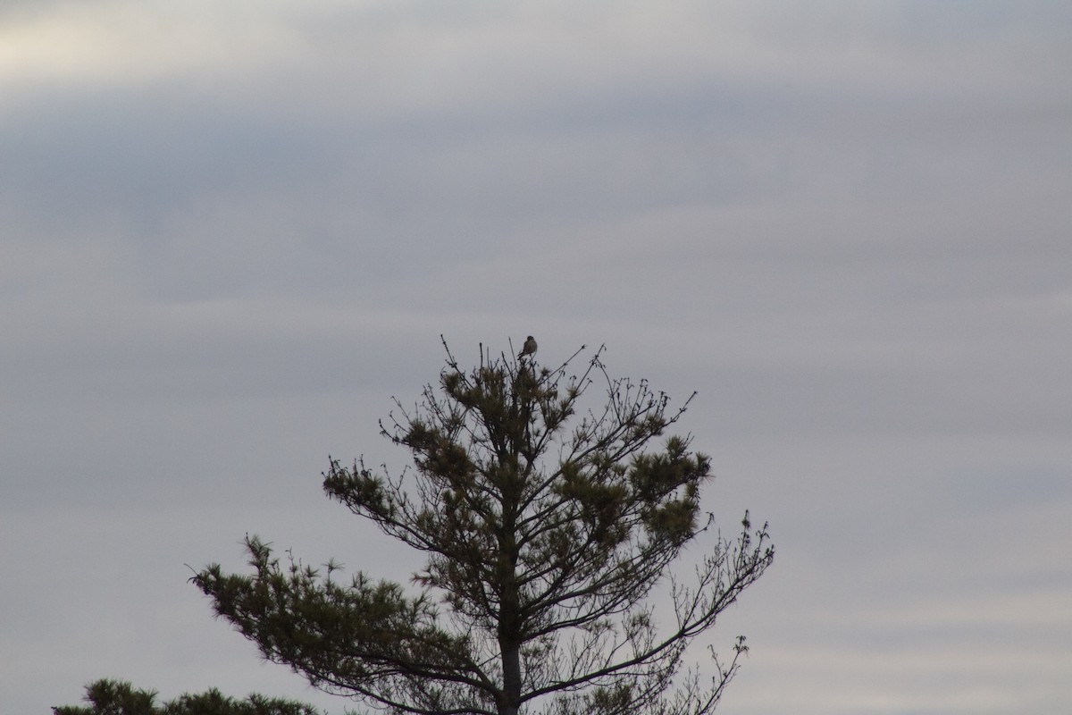 eBird Checklist 5 Apr 2020 Bolton Flats WMAPine Hill Rd. Grasslands 9 species