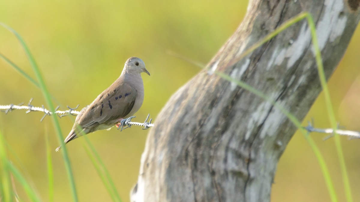 Plain-breasted Ground Dove - Miguel Aguilar @birdnomad