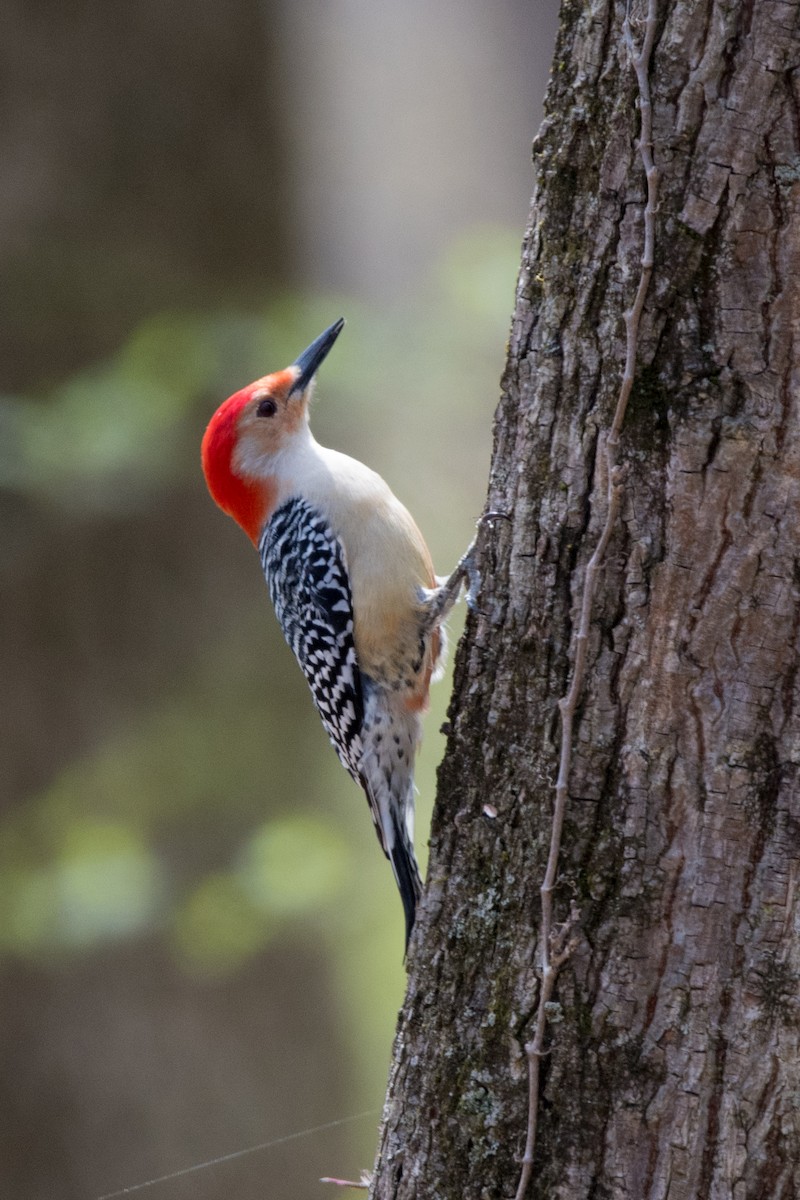 Red-bellied Woodpecker - ML221040341