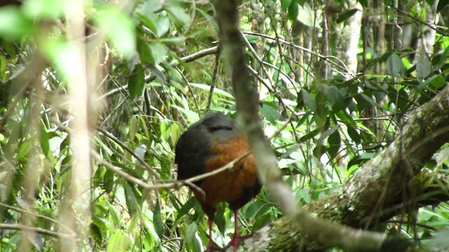 Sickle-winged Guan - ML221046151