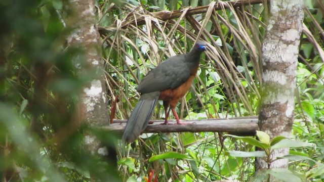 Sickle-winged Guan - ML221046331
