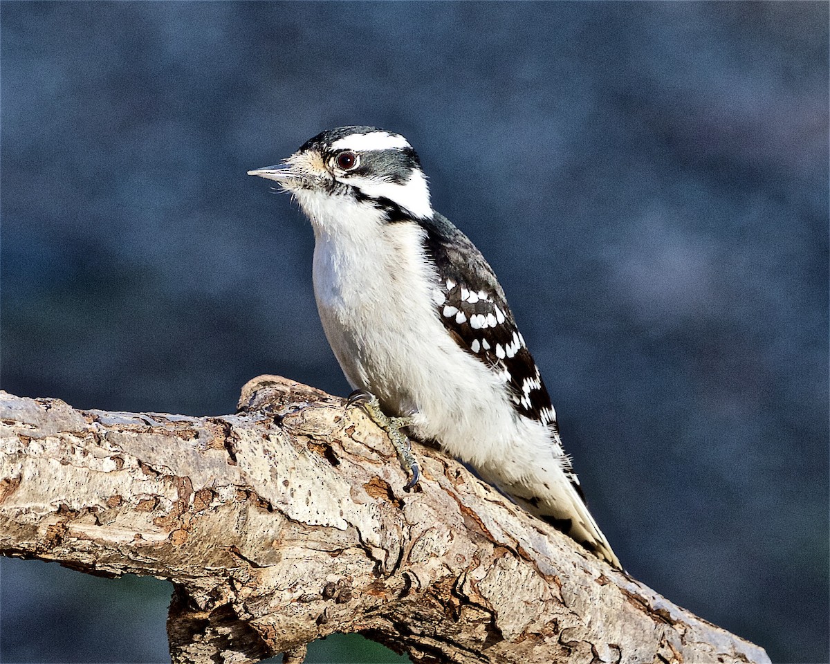 Downy Woodpecker - ML221047311