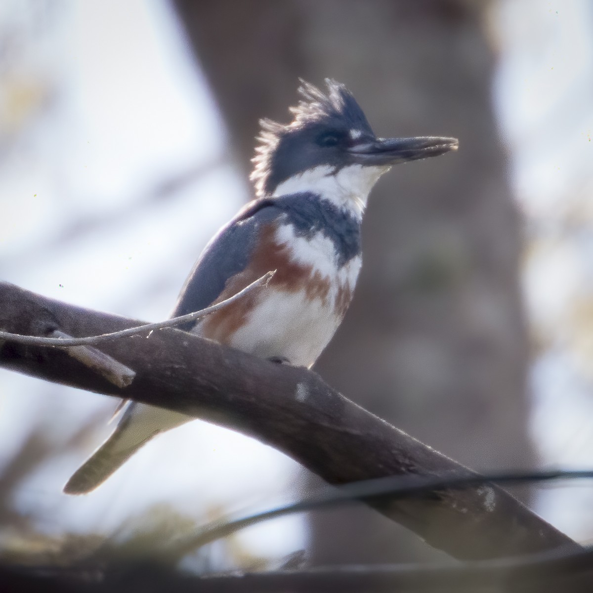 Belted Kingfisher - ML221048851