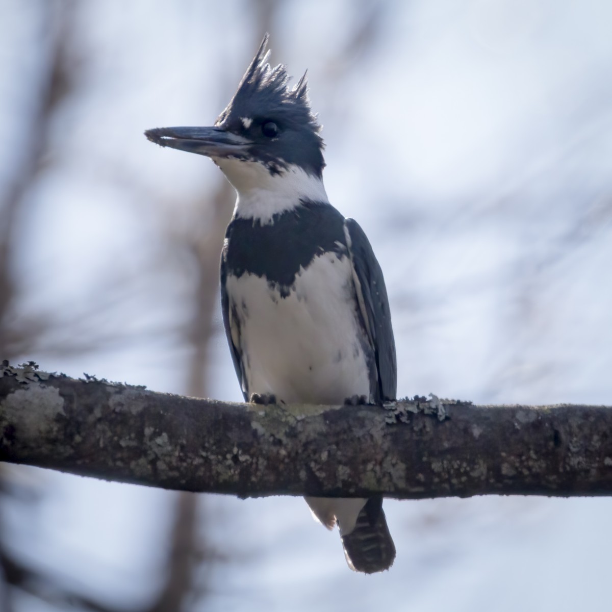Belted Kingfisher - ML221048931