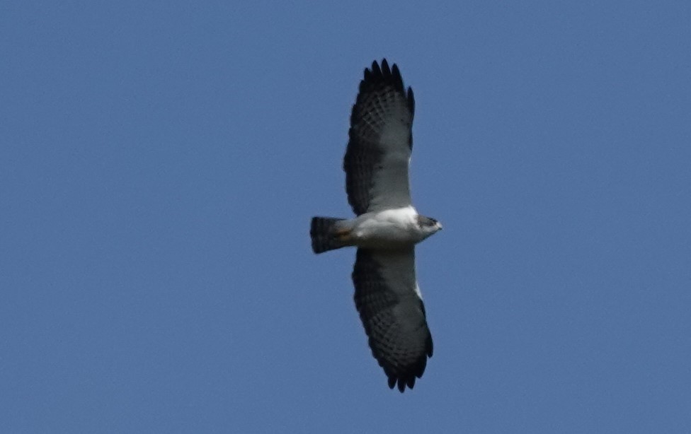 Short-tailed Hawk - Duston Larsen