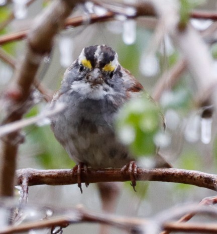 White-throated Sparrow - ML221052821