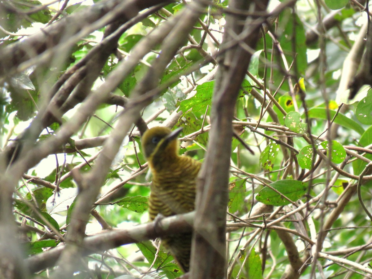 Golden-green Woodpecker - Duston Larsen