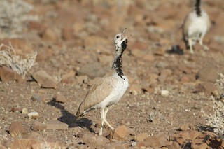  - Rüppell's Bustard