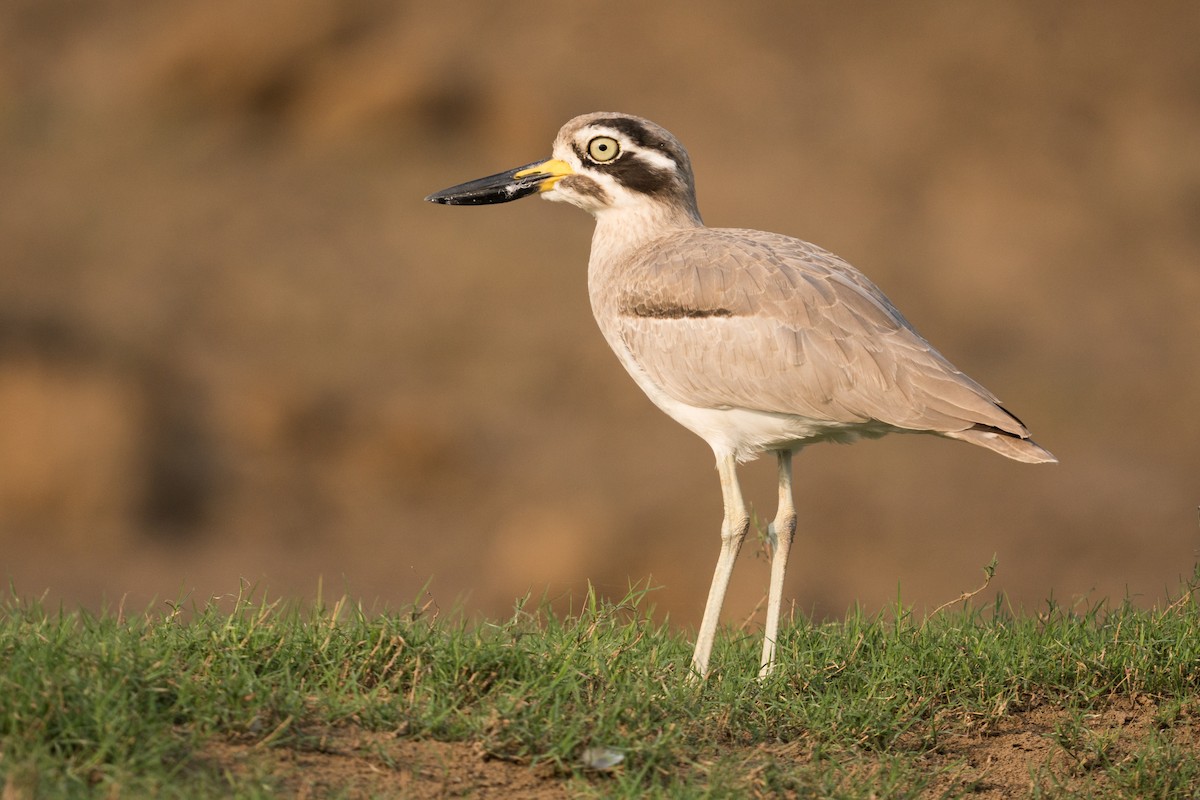 Great Thick-knee - ML221054861