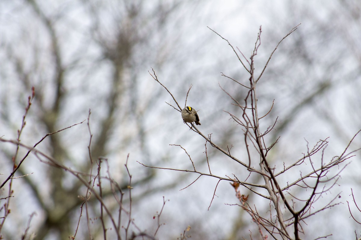 Golden-crowned Kinglet - Conor Gearin
