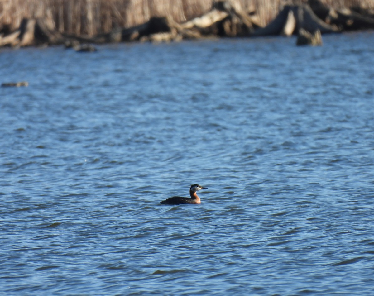 Red-necked Grebe - ML221058711