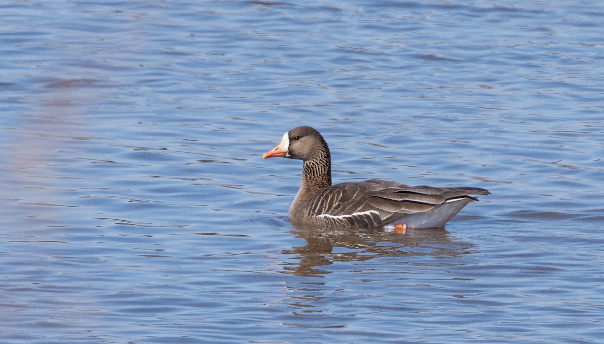 Greater White-fronted Goose - Lynnea Parker