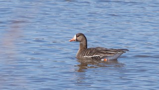 Greater White-fronted Goose, ML221060891