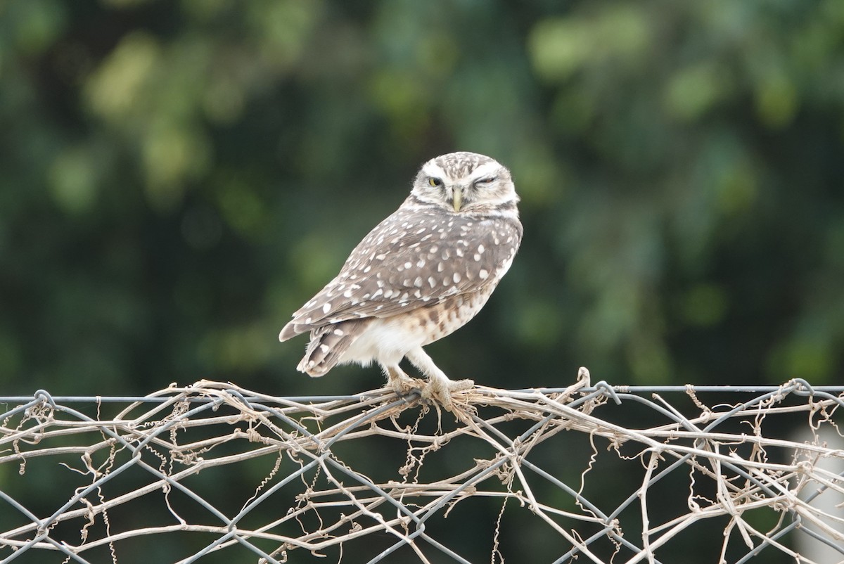 Burrowing Owl - Duston Larsen