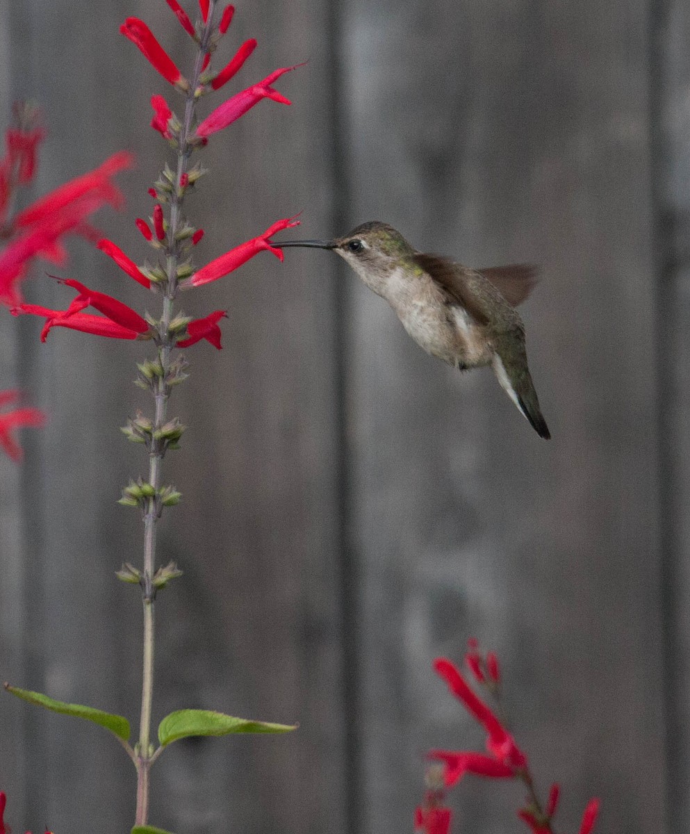 Black-chinned Hummingbird - Marshall Iliff