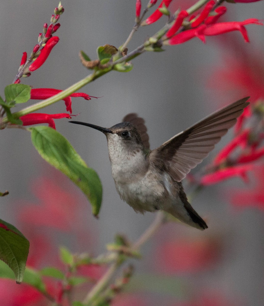 Black-chinned Hummingbird - Marshall Iliff