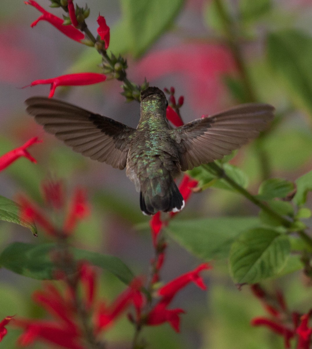 Black-chinned Hummingbird - ML22106821