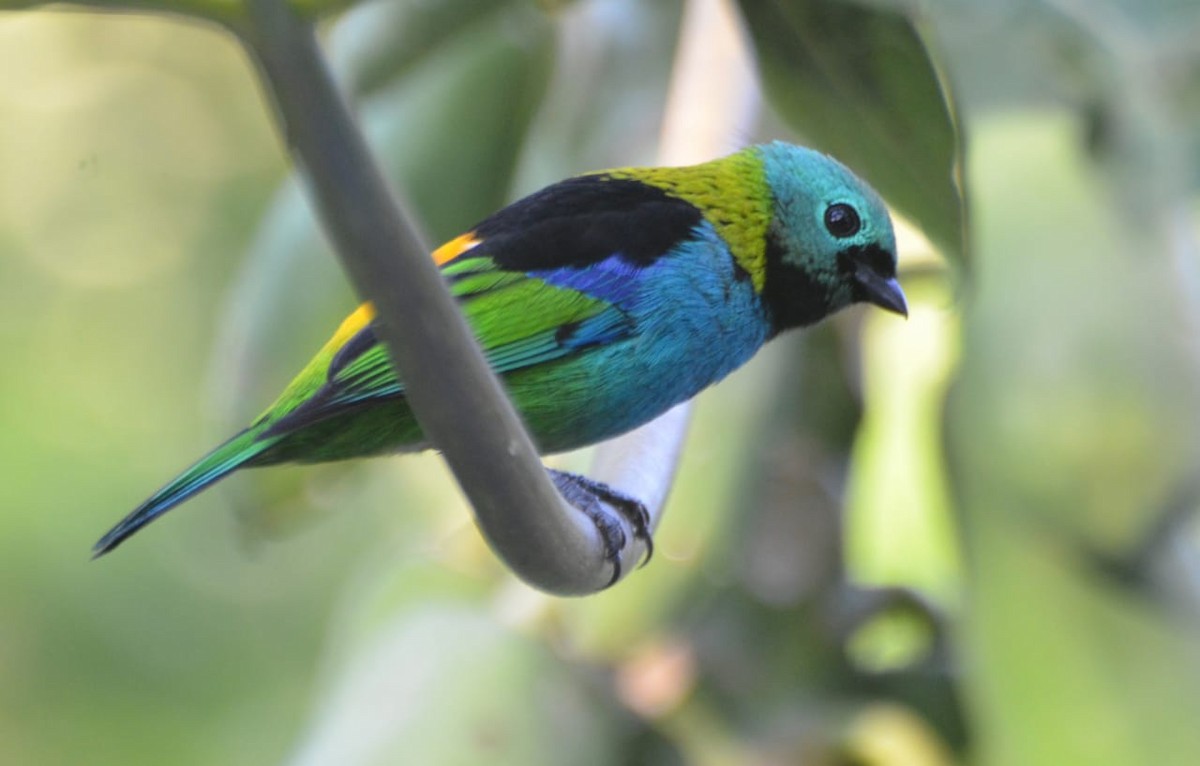 Green-headed Tanager - ML221073761